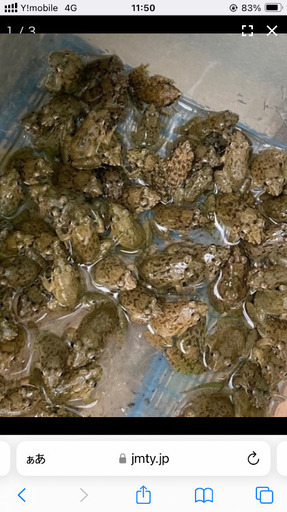 冷凍ヌマガエル1000匹　大型魚、爬虫類などのエサ用に