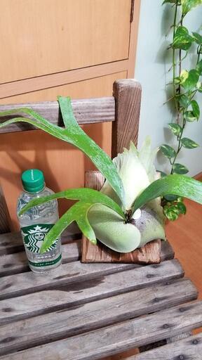 コウモリラン　ビカクシダ　E-1 白ビフ　子株あり。　観葉植物