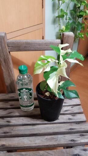 観葉植物　ヒメモンステラ　班入り①　パラゴン
