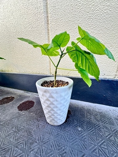 高級感ある陶器 【ウンベラータ・小】プレゼントにも♪三軒茶屋・下北沢駅引き取り可能