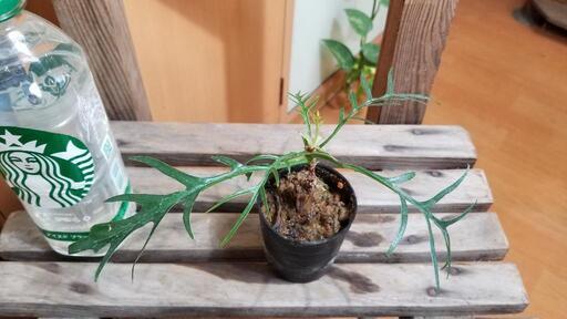 観葉植物　フィロデンドロン　トータム