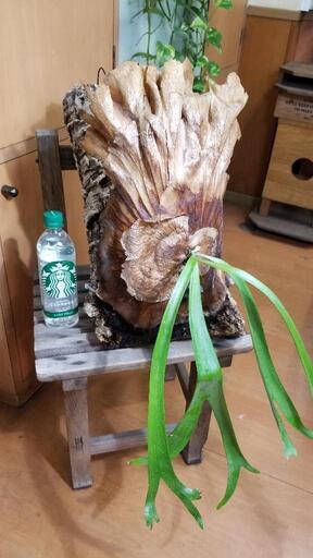 観葉植物　コウモリラン　ビカクシダ　ウィリンキー　特大