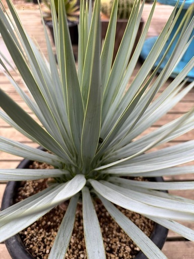 ユッカ ロストラータ マルデヌベス 40cm - ガーデニング 