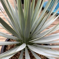 ユッカ　ロストラータ　マルデヌベス　　40cm