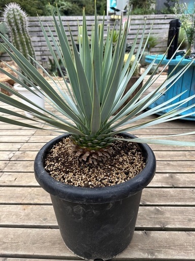 ユッカ　ロストラータ　マルデヌベス　　40cm