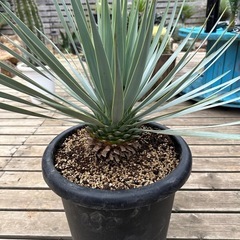 ユッカ ロストラータ　TR41 発根済 ユッカ ロストラータ TR41 発根済 ユッカ ロストラータ TR41 発根済