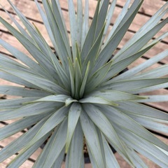 ユッカ　ロストラータ　マルデヌベス　　40cm