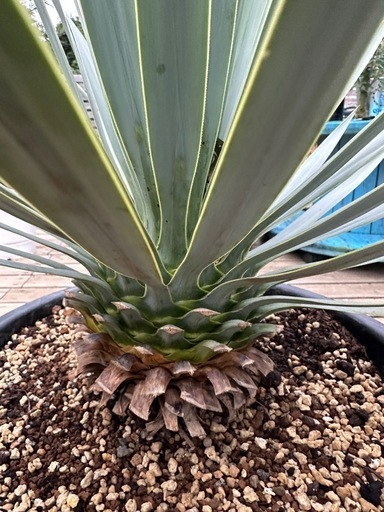 ユッカ ロストラータ マルデヌベス 40cm - ガーデニング 