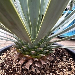 ユッカ　ロストラータ　マルデヌベス　　40cm