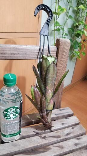 観葉植物　ビルベルギア　ビードルマン吊り　検索　タンクブロメリア