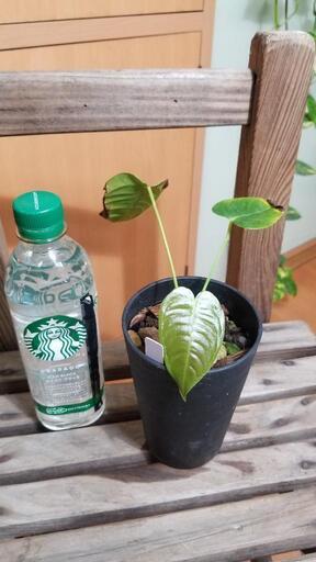 観葉植物　アンスリウム　ベイチー