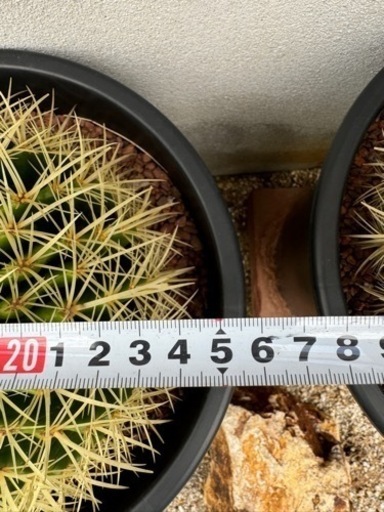 金鯱 25cm 美形 ドライガーデン サボテン 金鯱【D】 ドライガーデン