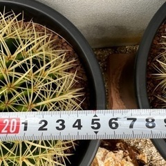 金鯱 25cm 美形 ドライガーデン