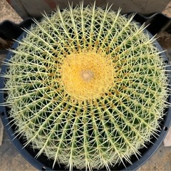 金鯱 40cm 特大 美形 ドライガーデン