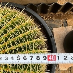 金鯱 40cm 特大 美形 ドライガーデン