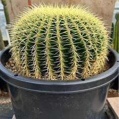 金鯱 40cm 特大 美形 ドライガーデン