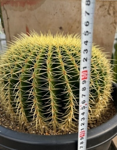 金鯱 40cm 特大 美形 ドライガーデン