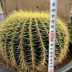 金鯱 40cm 特大 美形 ドライガーデン