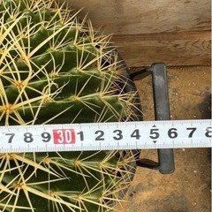 金鯱 35cm 強刺 狂刺 ドライガーデン