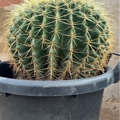 金鯱 35cm 強刺 狂刺 ドライガーデン