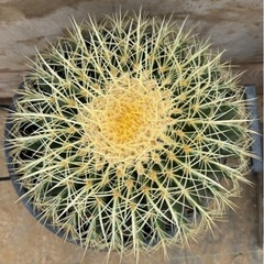 金鯱 35cm 強刺 狂刺 ドライガーデン