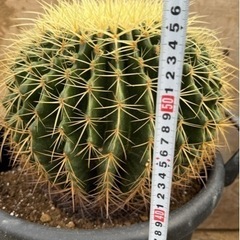 金鯱 35cm 強刺 狂刺 ドライガーデン