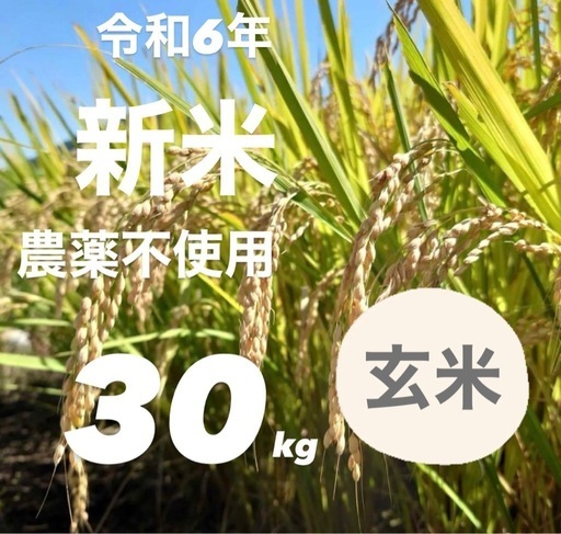令和6年新米  広島県産    農薬不使用ヒノヒカリ  玄米30キロ