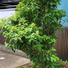 20年　さくらんぼの木　実がなります