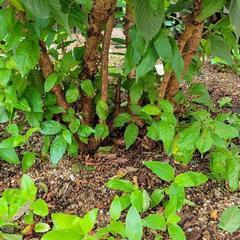 20年　さくらんぼの木　実がなります