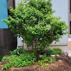 20年　さくらんぼの木　実がなります