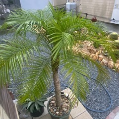 ヤシの木(フェニックスロベレニー)