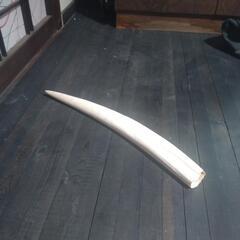 何かの角？牙？