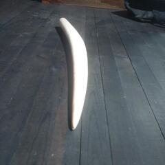 何かの角？牙？