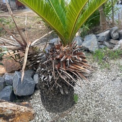 ソテツ 蘇轍 65cm - ガーデニング 