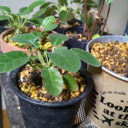 塊根植物２年生　初心者向き♥️郵送可