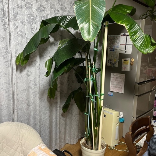 オーガスタ　観葉植物　高さ200センチくらい