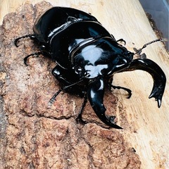 タランドゥス 幼虫 9頭 大型血統 ルカディア プリンカップ入り