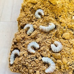 タランドゥス 幼虫 9頭 大型血統 ルカディア プリンカップ入り