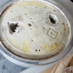 タランドゥス 幼虫 9頭 大型血統 ルカディア プリンカップ入り