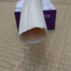 何かの角？牙？