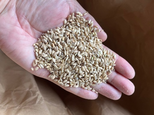 【飼料米】小先53kg（令和6年度産）