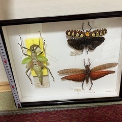 希少昆虫1975/1976年標本 カメレオンバッタ オオムラサキ オオカマキリ