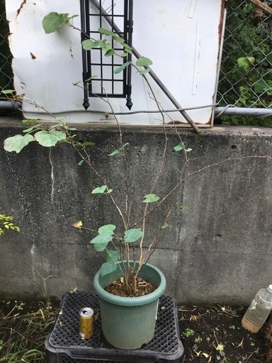 マルバの木　１２０センチ