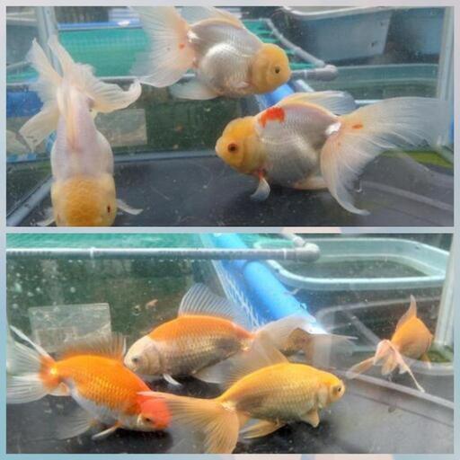 金魚  お買い得セット ジャンボオランダセット 8匹 セットにしてない方も出品してますので写真そちらを参考にしてください。金魚 水草 水槽 ビオトープ きんぎょ めだか