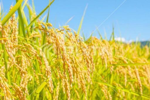 令和6年、キヌヒカリ玄米30kg減農薬、淡路島農家さんより。