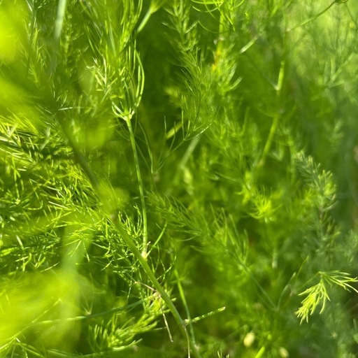 アスパラ3年物