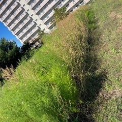 アスパラ3年物
