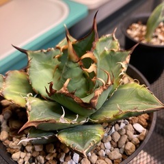 アガベ　チタノタ アガベ チタノタ レッドキャットウィーズル錦