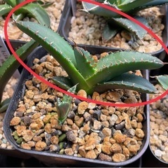 アガベ　チタノタ　セット販売　OC株