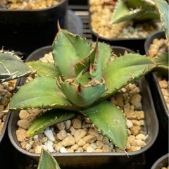 アガベ　チタノタ　セット販売　OC株